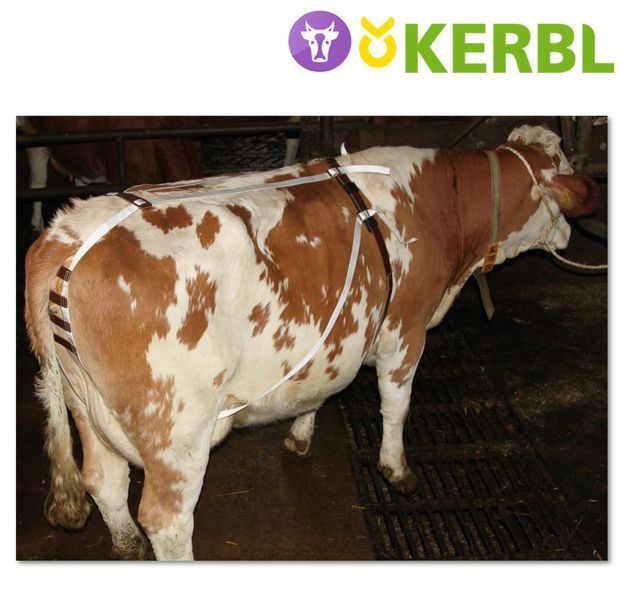 Бандажний Пояс для корів від пролапсу (від самоабортування) KERBL догляд за коровами фото