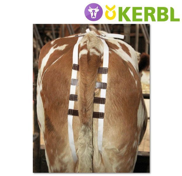 Бандажний Пояс для корів від пролапсу (від самоабортування) KERBL догляд за коровами фото