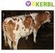 Бандажний Пояс для корів від пролапсу (від самоабортування) KERBL догляд за коровами фото 2